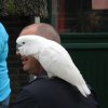 2011-09-11 Kralingsebos
